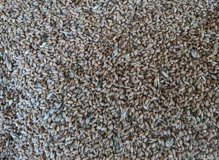 пшеница нового урожая в Смоленске и Смоленской области