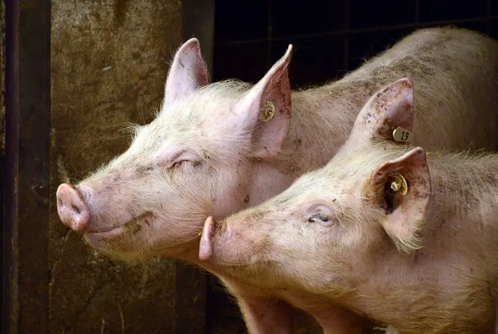 В Смоленской области предпринимаются оперативные меры по ликвидации очага африканской чумы свиней