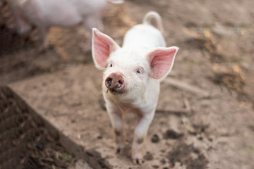 Вспышка африканской чумы свиней подтверждена в Смоленской области  