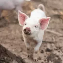 Вспышка африканской чумы свиней подтверждена в Смоленской области