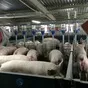 свиньи, 3-х породный гибрид цена 108 руб в Смоленске и Смоленской области