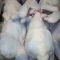 мясо птицы , тушка - ЦБ потрошенная  в Смоленске и Смоленской области